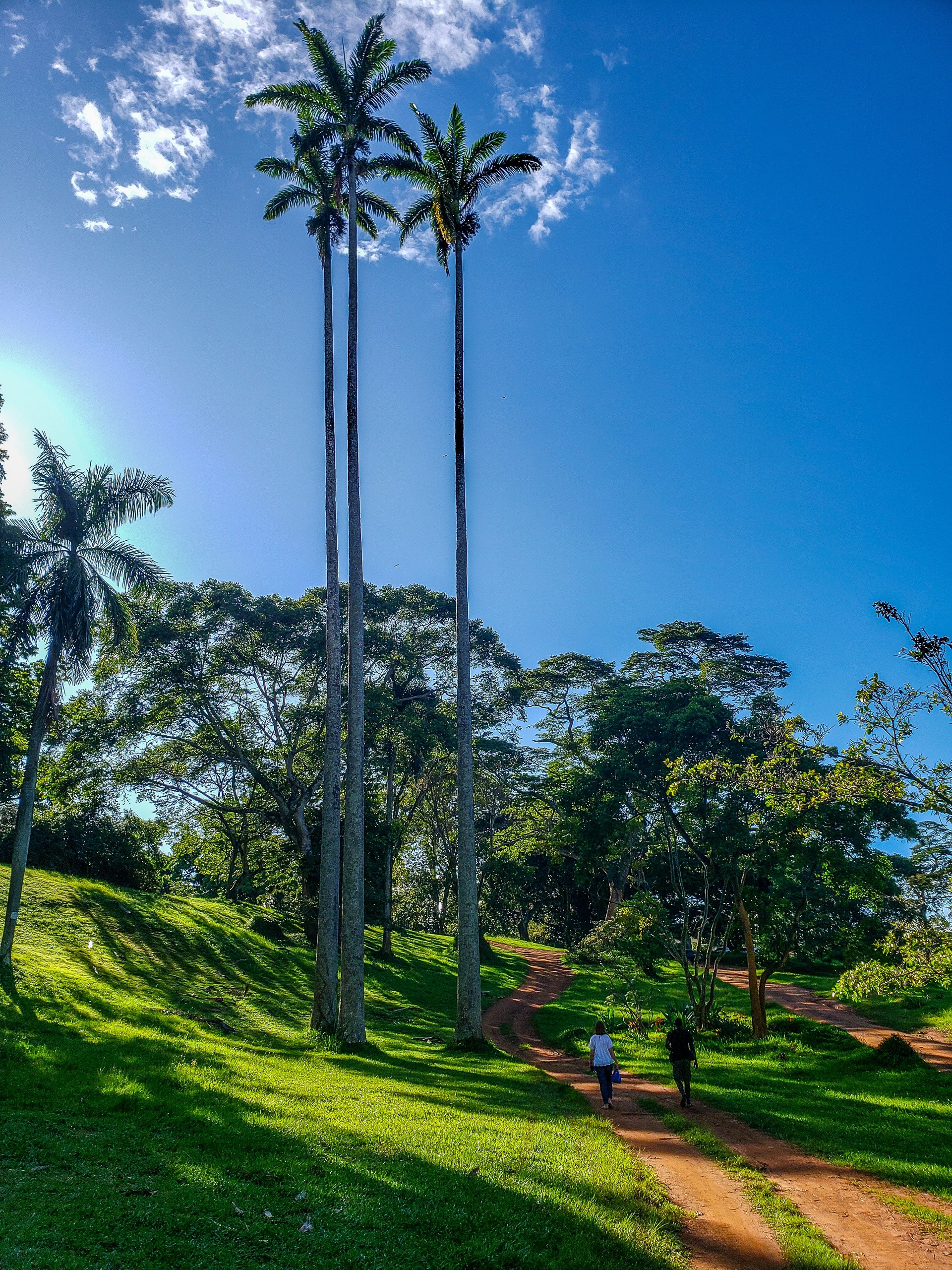 Beautiful walk among trees in the Botanical Gardens of Entebbe, Uganda