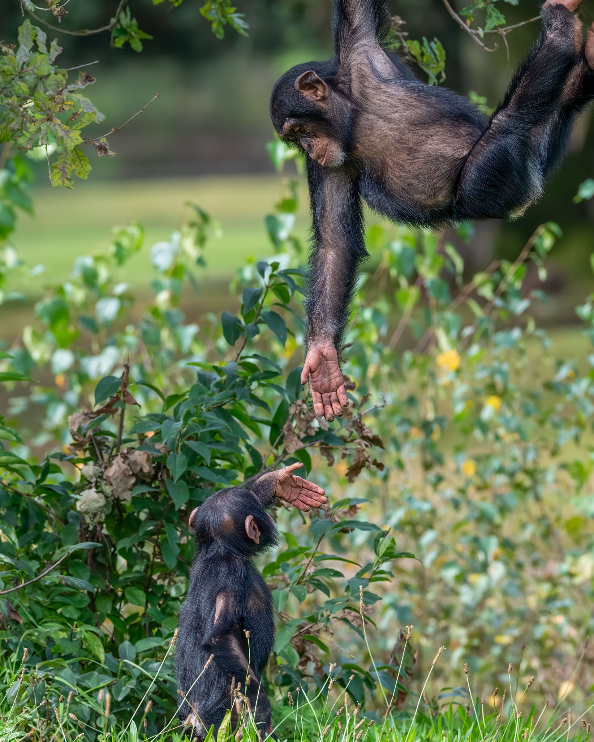 Chimpanzees interacting in a green environment.