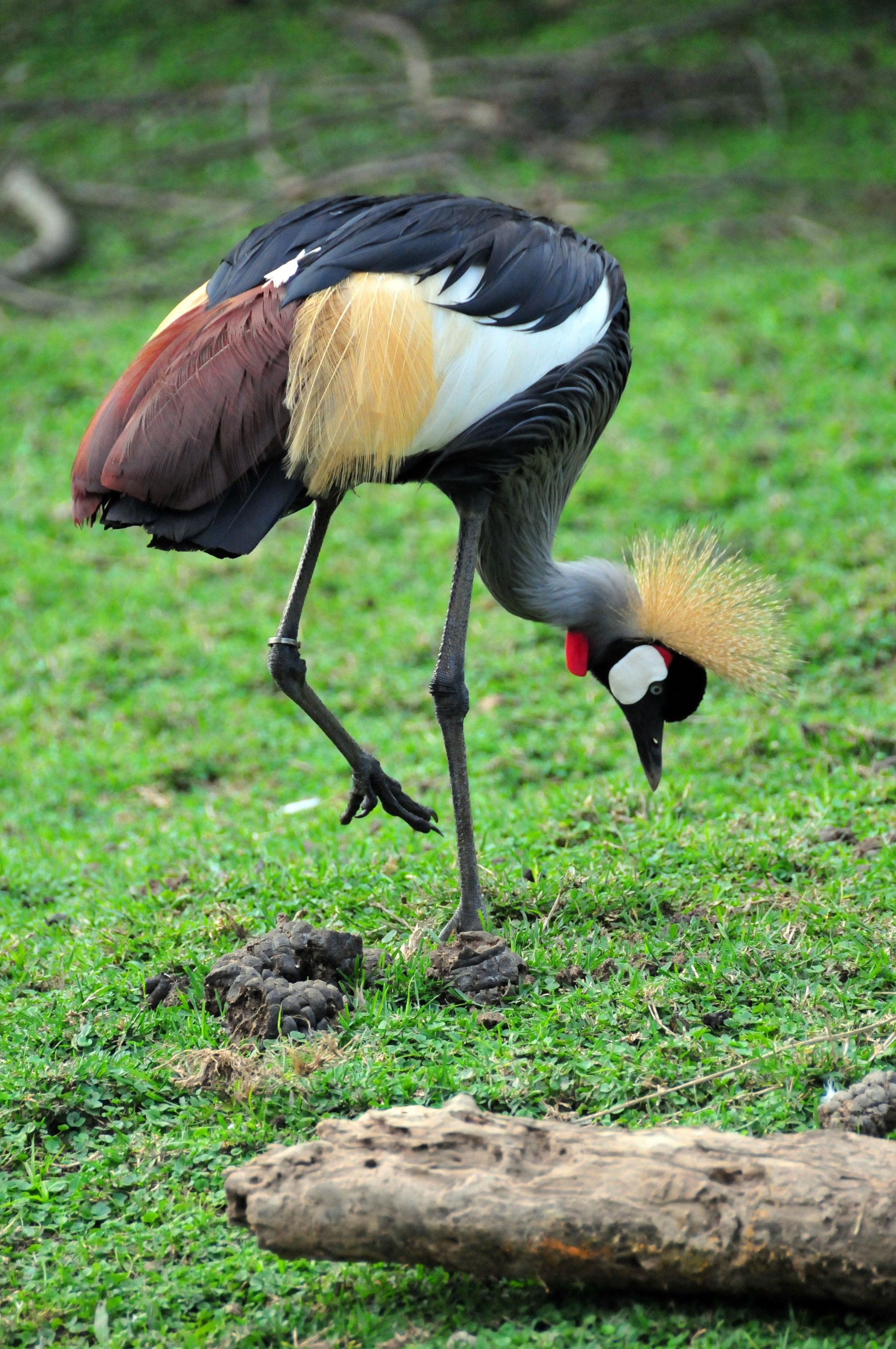 Entebbe, Wakiso District, Uganda: Grey Crowned Crane